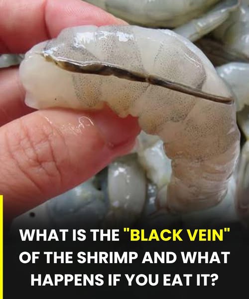 What is actually the shrimp’s vein… See more