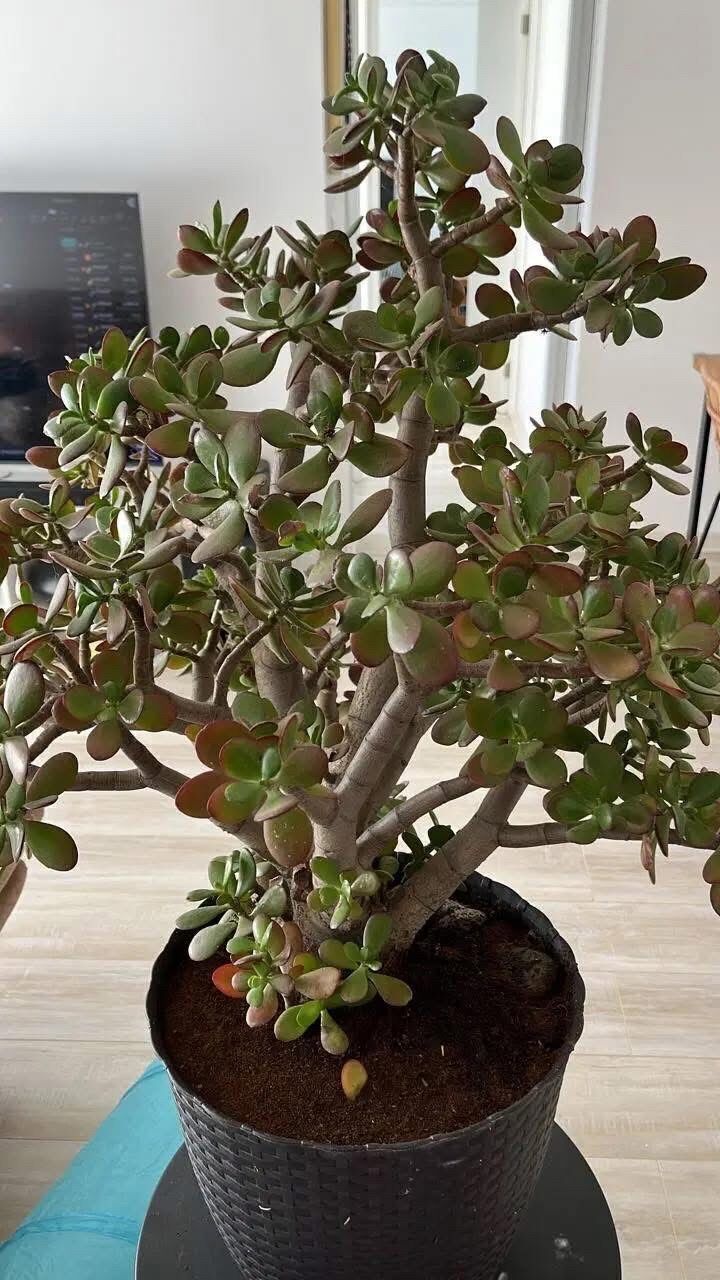 Many People Grow the “Money Tree” at Home, But Few Know the Deeper Meaning, Hidden Symbolism, Care Secrets, Energy Beliefs, Feng Shui Connections, Growth Myths, Environmental Benefits, Cultural History, Common Mistakes, and What This Popular Houseplant May Reveal About Wealth, Balance, Intentions, and the Atmosphere of Your Living Space