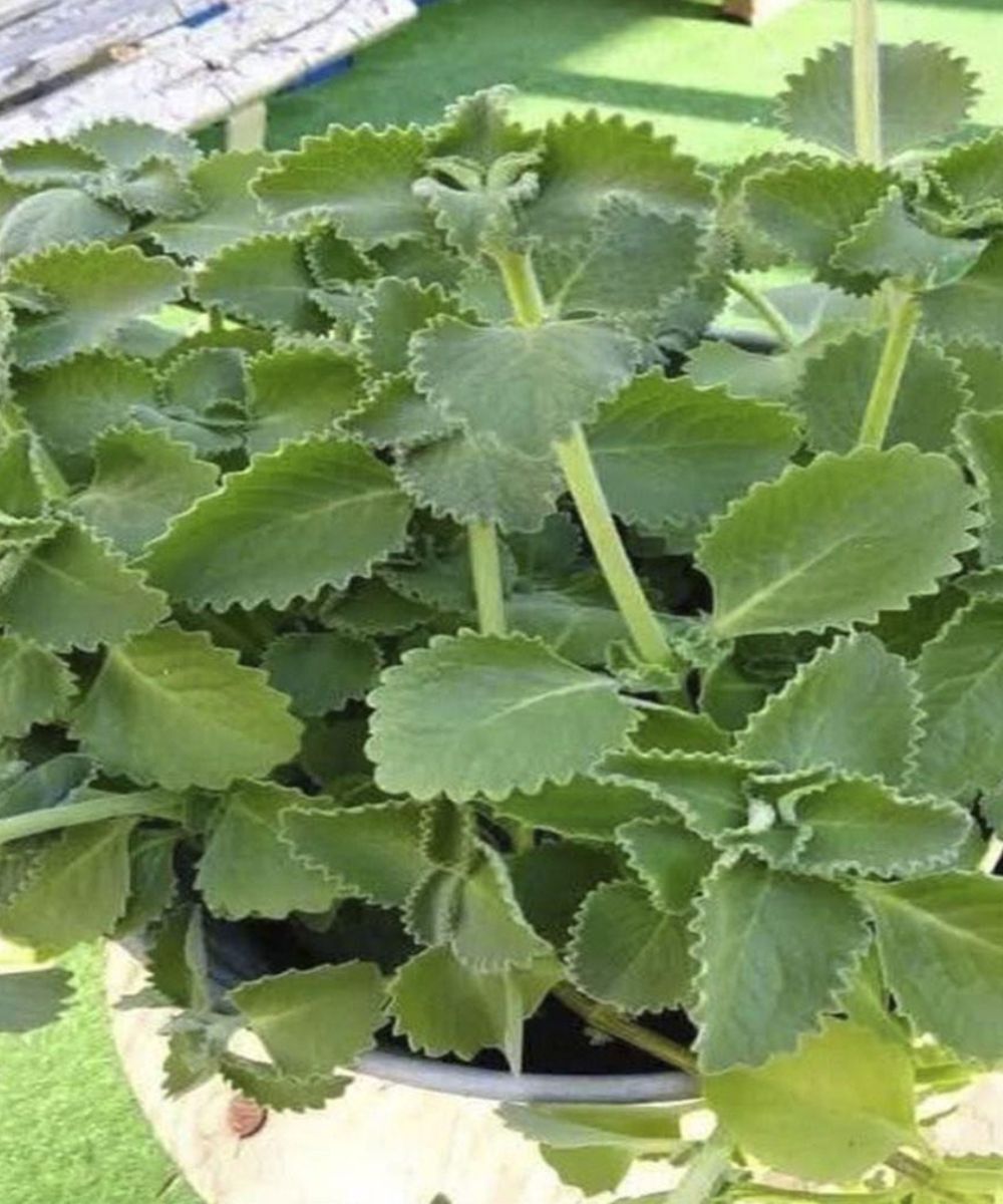 Doctors Reveal How Eating Oregano May Support Blood Sugar Balance, Reduce Inflammation, Improve Insulin Sensitivity, and Boost Metabolic Health—While Explaining Why This Popular Herb Is Not a Miracle Cure, Who Should Be Careful Using It, and How to Safely Include It in a Healthy, Diabetes-Friendly Lifestyle