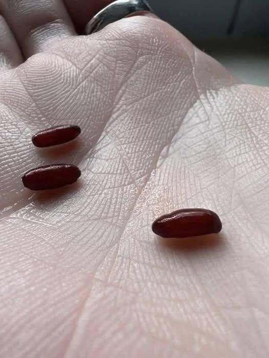 I Just Discovered These Strange Reddish-Brown Capsules on My Bed—and the More I Looked at Them, the More I Realized How Ordinary Household Objects Can Trigger Unexpected Fear, Confusion, and a Search for Reassuring Answers