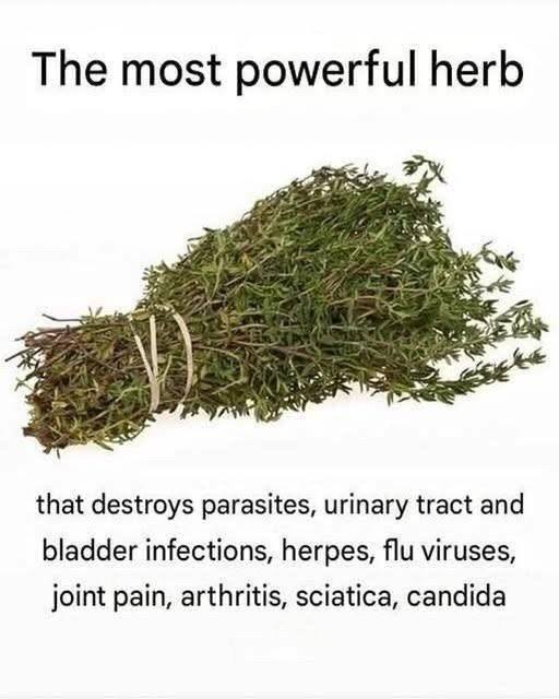 There is no single “most potent” herb proven to destroy parasites