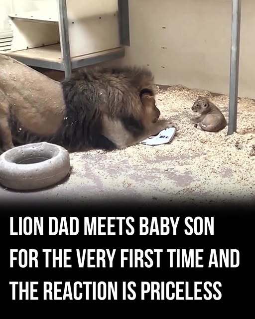 A proud lion father meets his newborn cub for the first time, gently sniffing and studying the tiny bundle as curiosity turns into quiet affection, creating a heart-melting moment that captures nature’s softer, surprisingly tender side. 🦁💛