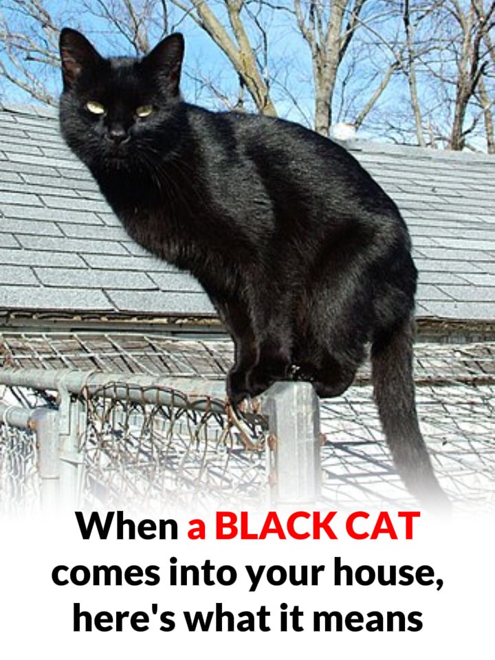 What Happens When You Cross Paths With a Black Cat