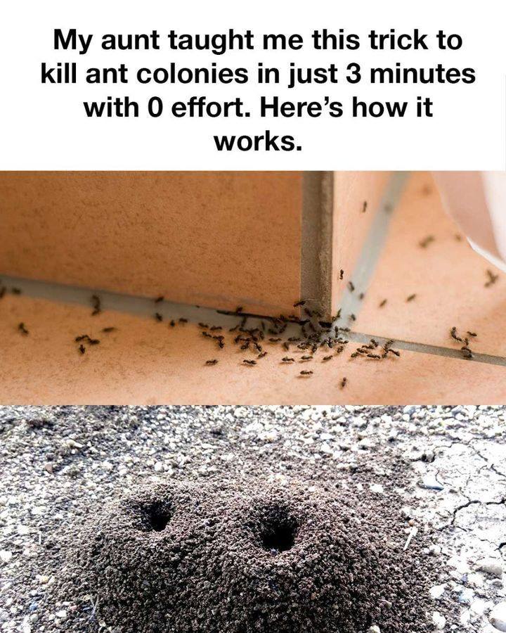 A Quick At-Home Fix That Helped Stop Ant Activity