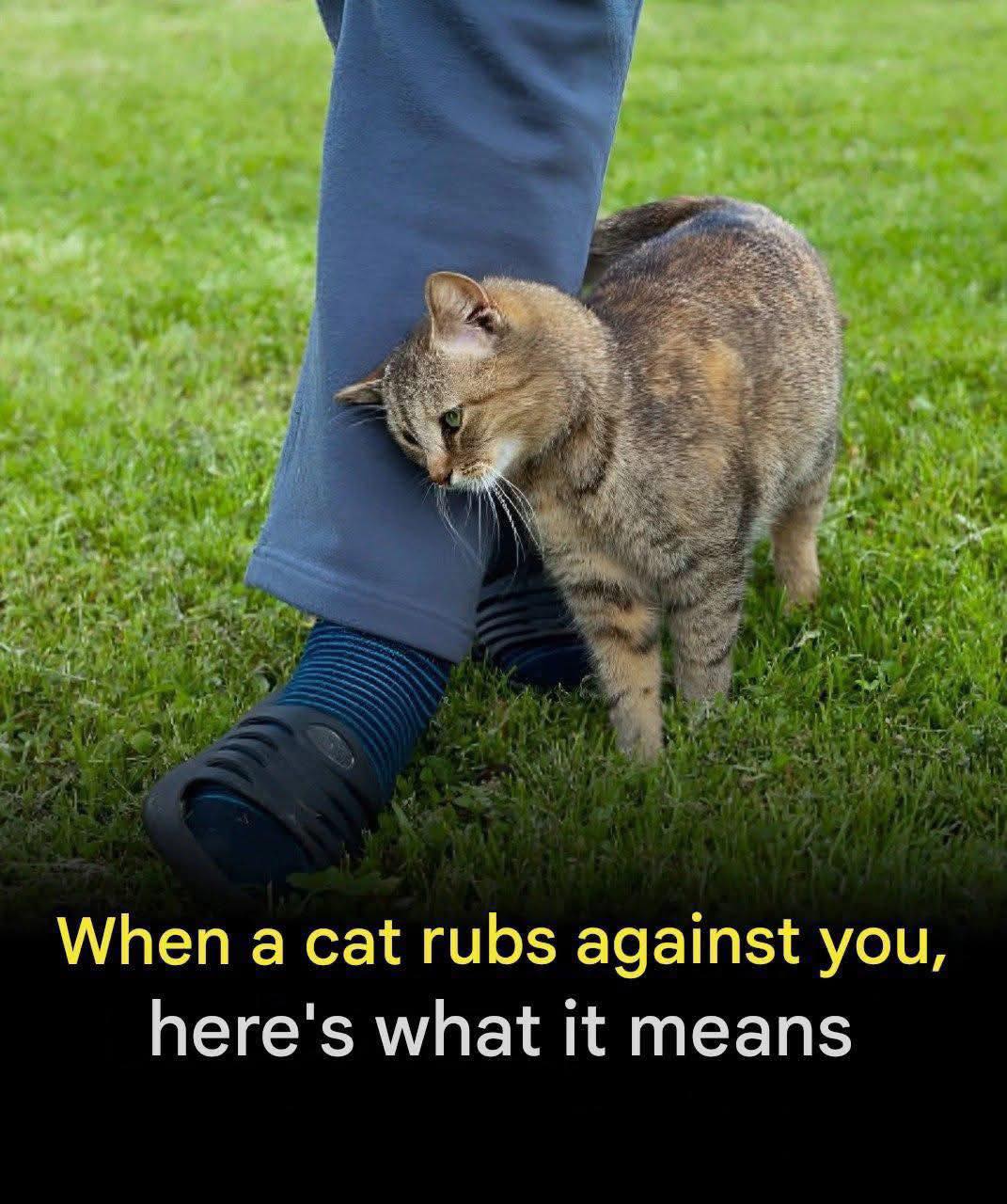 When a Cat Rubs Against You, This Is What It Really Means!