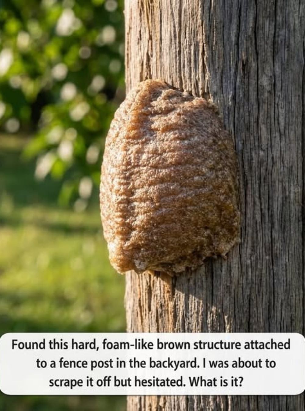 What That Strange Foam-Like Clump Really Means for Your Backyard