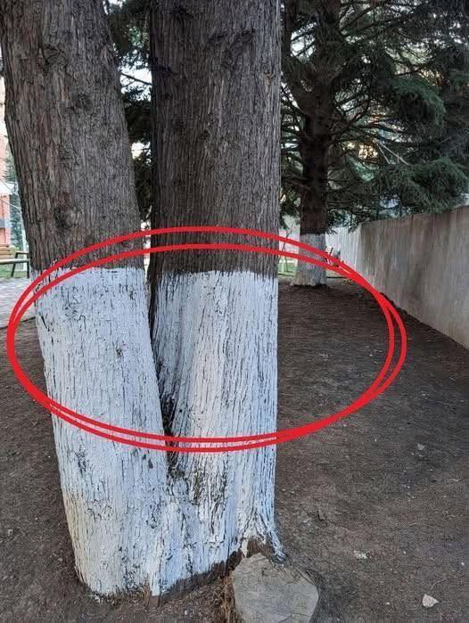 What’s the Reason Behind Painting Trees White?