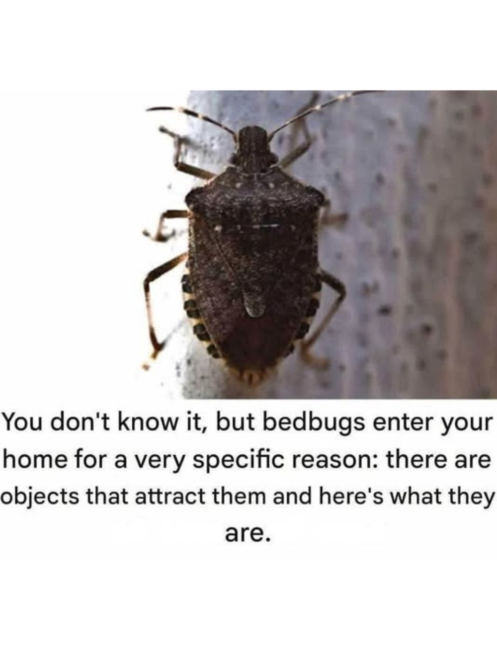 You May Not Know It, But Bedbugs Enter Homes for a Very Specific Reason — Here’s the Truth