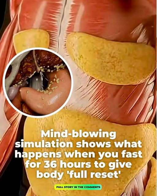 Mind-blowing simulation shows what happens when you fast for 36 hours to give body ‘full reset