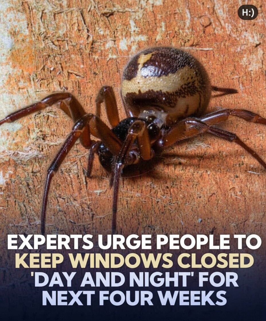 Urgent Warning: Experts Advise Keeping Your Windows Shut to Prevent Spiders from Entering Your Home, Especially During Seasonal Changes When They Seek Warmth, Shelter, and Food Indoors—Simple Precautions Now Can Help Protect Your Living Space from Unexpected Eight-Legged Visitors and Reduce Household Infestations