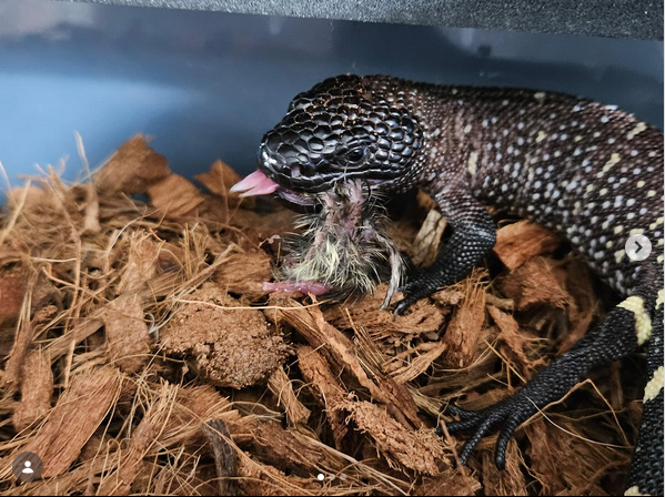Rare Black Lizard Spotted Feeding in Captivity Highlights Power of Nature